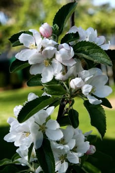 Apple blossom