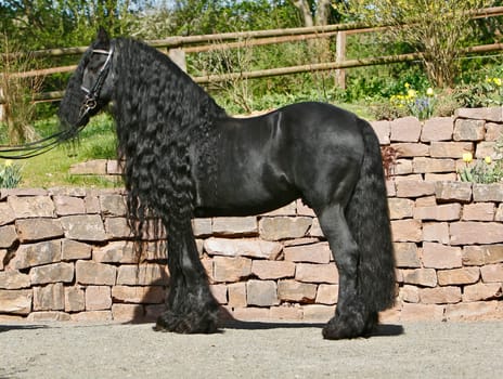 A dream stallion of his breed and mane monster