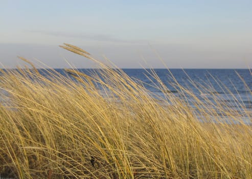 Seagrass in winter