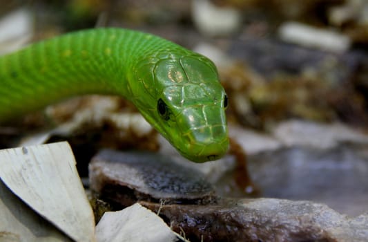 Green Mamba