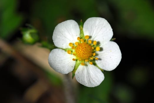 Woodland strawberry