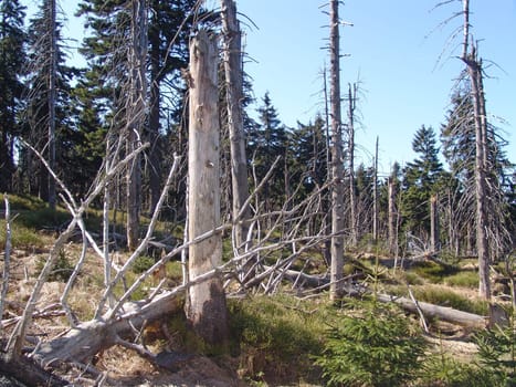 Forest decline