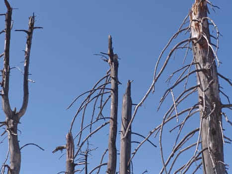 Tree skeletons