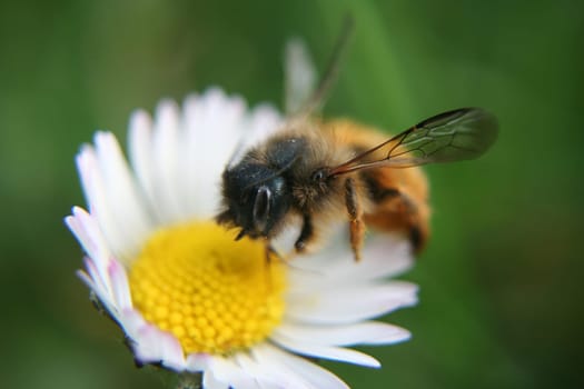 buzzing,buzzing,buzzing,bees buzzing around
