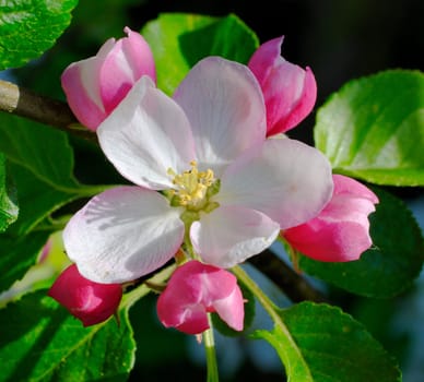 Apple blossom