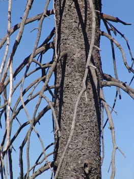 Tree skeleton