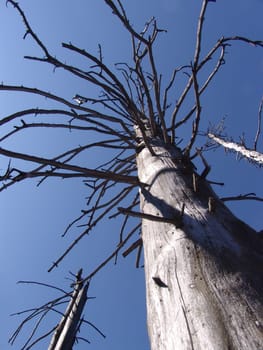 Tree skeleton