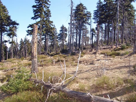 Forest decline