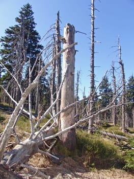 Forest decline
