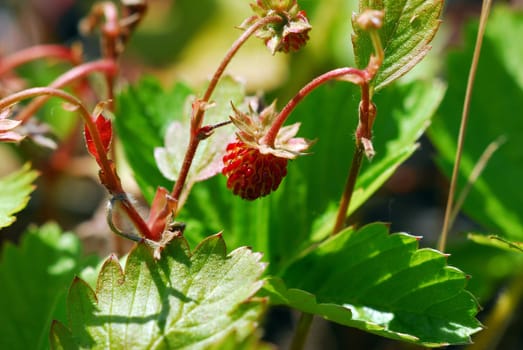Woodland strawberry