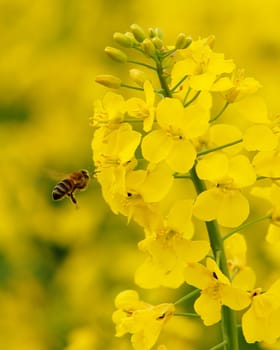 Rapeseed fields are very popular at the moment.... we also have them and you get nice yellow pants in them....!:-)