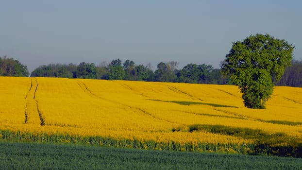 The rapeseed field glows golden in the early morning sun