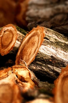 Wooden stumps