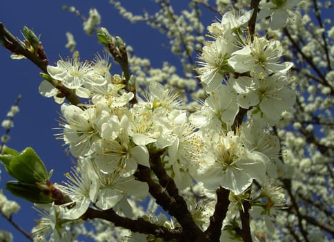 Cherry Blossom 05