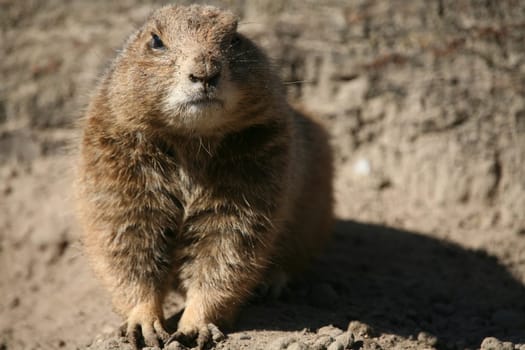 Prairie dog