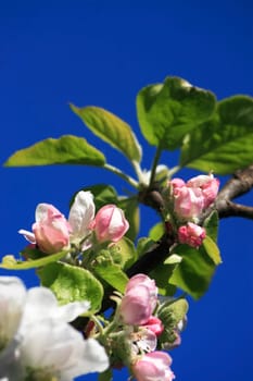 Apple blossom