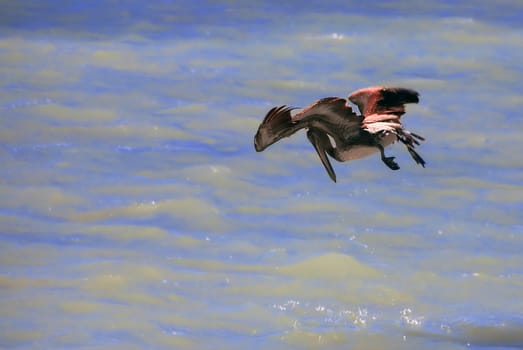 seen on the Gulf of Mexico in Key West,South Florida