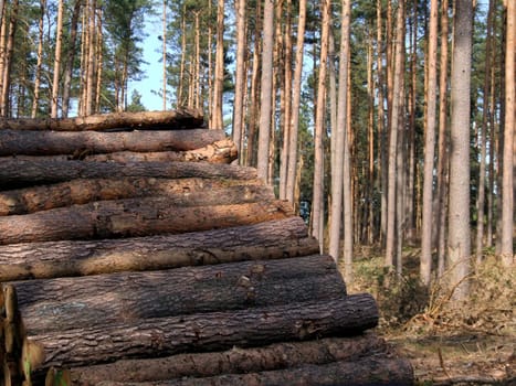 Logs