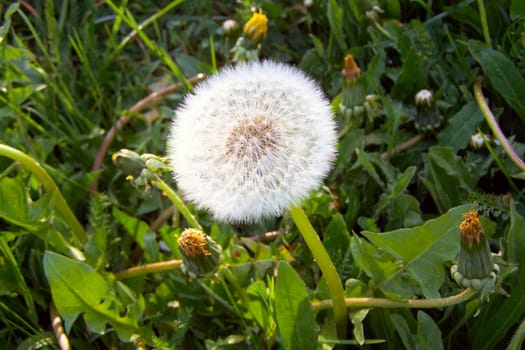 Dandelion