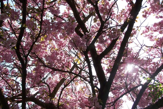 cherry tree