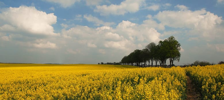 And another rapeseed picture.... because there is so little of it......!:-)) But at the moment it looks like this everywhere.....!