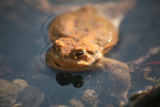 Common toad