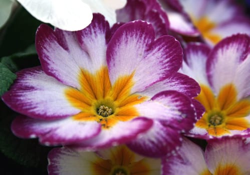 Primrose