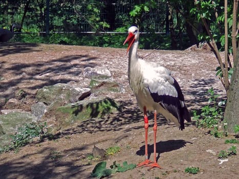Stork