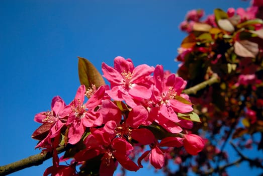 Apple blossom splendor