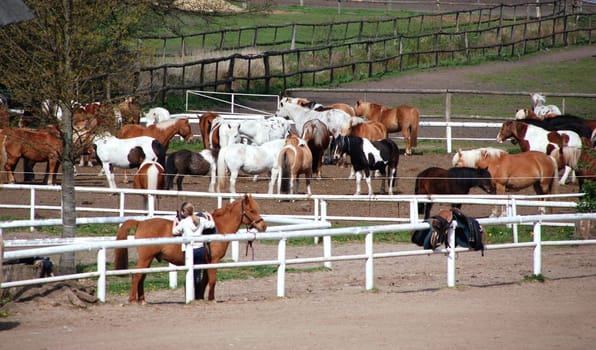 Stud farm