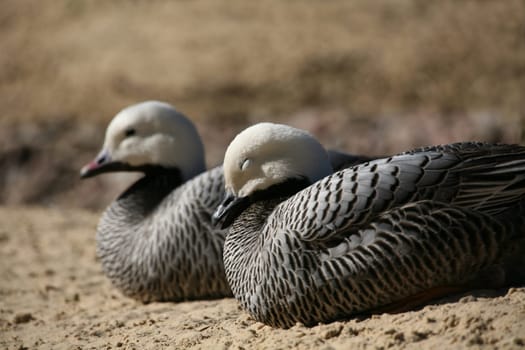 Emperor geese (Anser canagicus)
