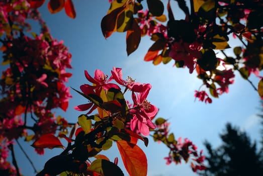 Apple blossoms