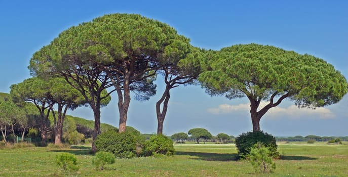 The pine tree (Pinus pinea) is found throughout the Mediterranean region and dominates the landscape there. It grows up to 20 m high. Typical is the umbrella shape of its crown.