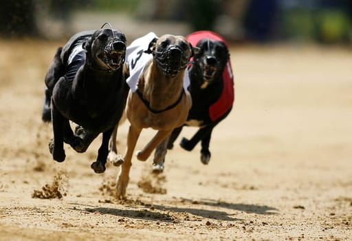 whippet Trio
