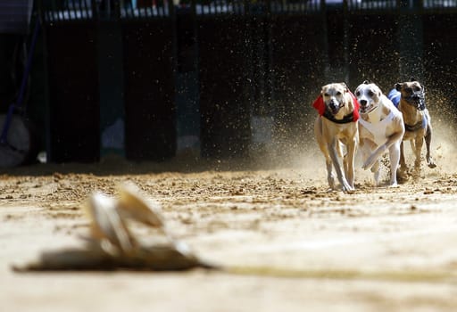 Hunting hares