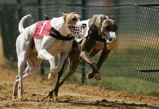 Greyhound Double Pack
