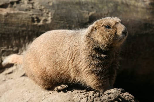 Prairie dog