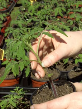 Tomato plant 07