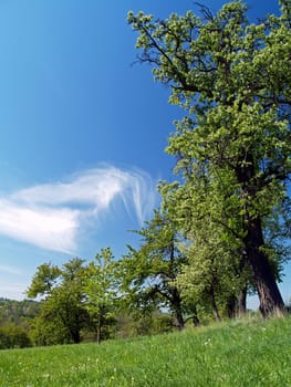 Spring Landscape