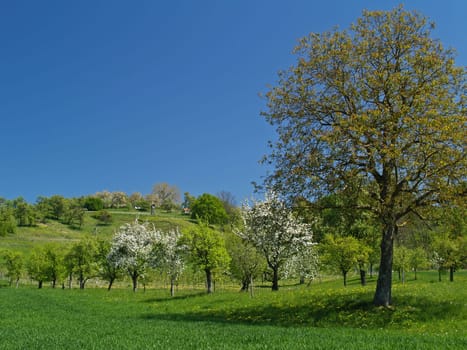 Spring Landscape 2