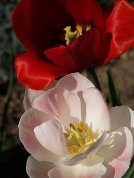 Tulips 2