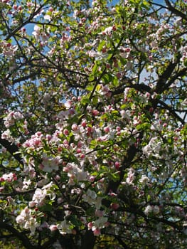 Apple tree in spring