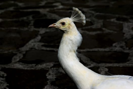 White peacock