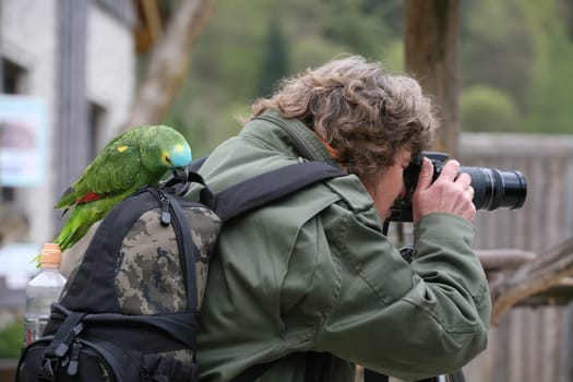 My (photo) friend Antje (digitier) trying to photograph a blue-fronted amazon. But he liked it much better behind the camera than in front of him :-)