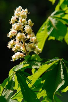 Chestnut blossom