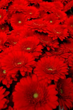 Gerbera