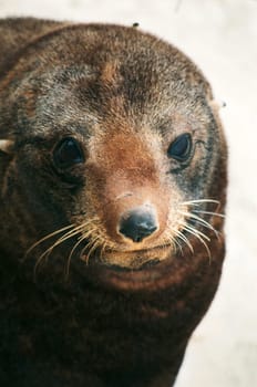 Seal