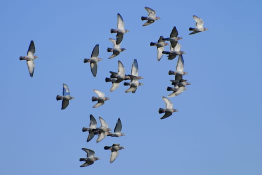 This force is the Mittelland/Central Switzerland reconnaissance squadron -))