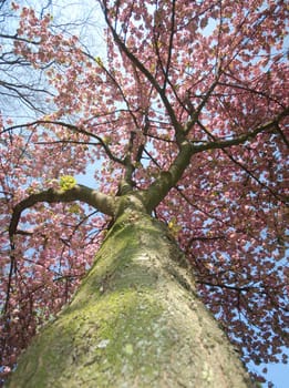 Cherry tree in bloom
