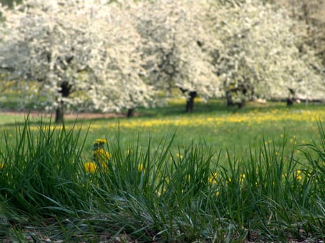 Tree blossom